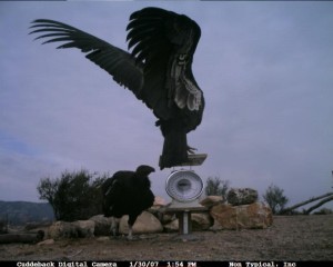 Pinnacles-Condor-Cam